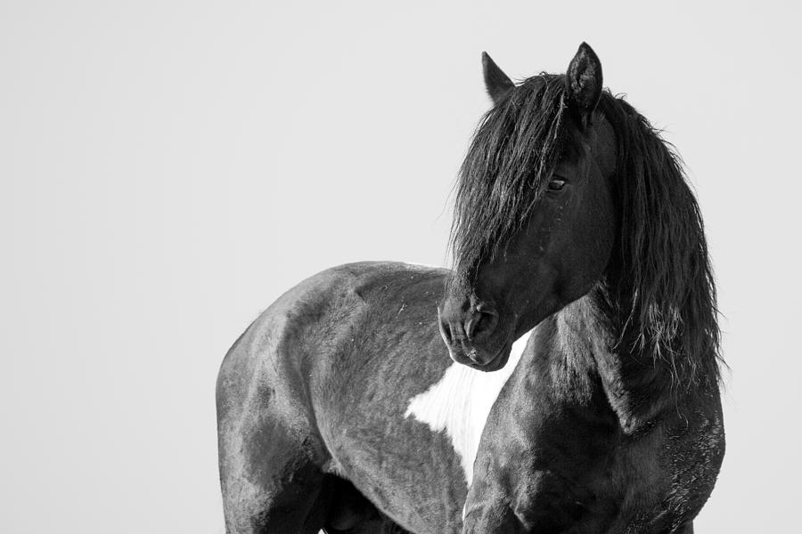 Black And White Photograph - Proud Warrior by Sandy Sisti