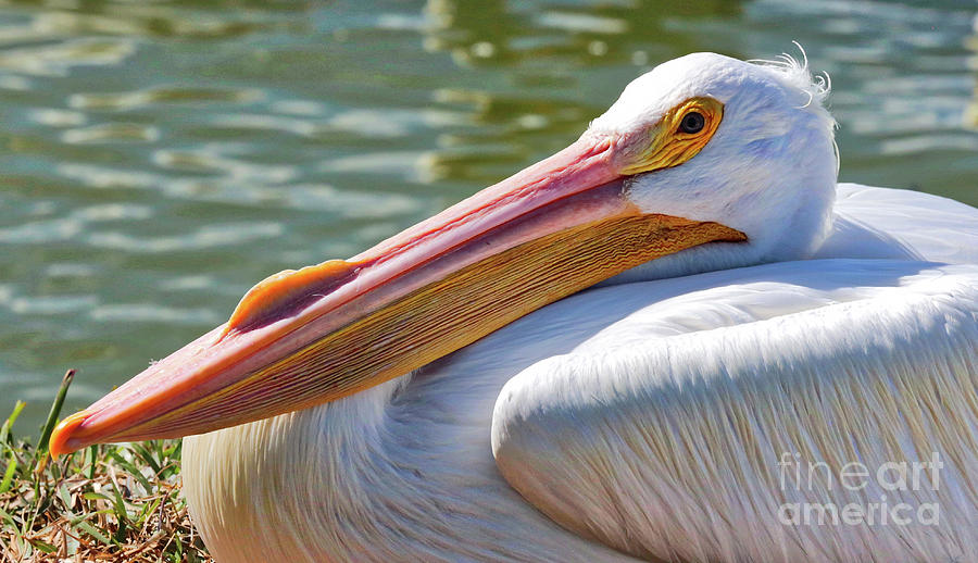 Proud White Pelican Photograph by Carol Groenen