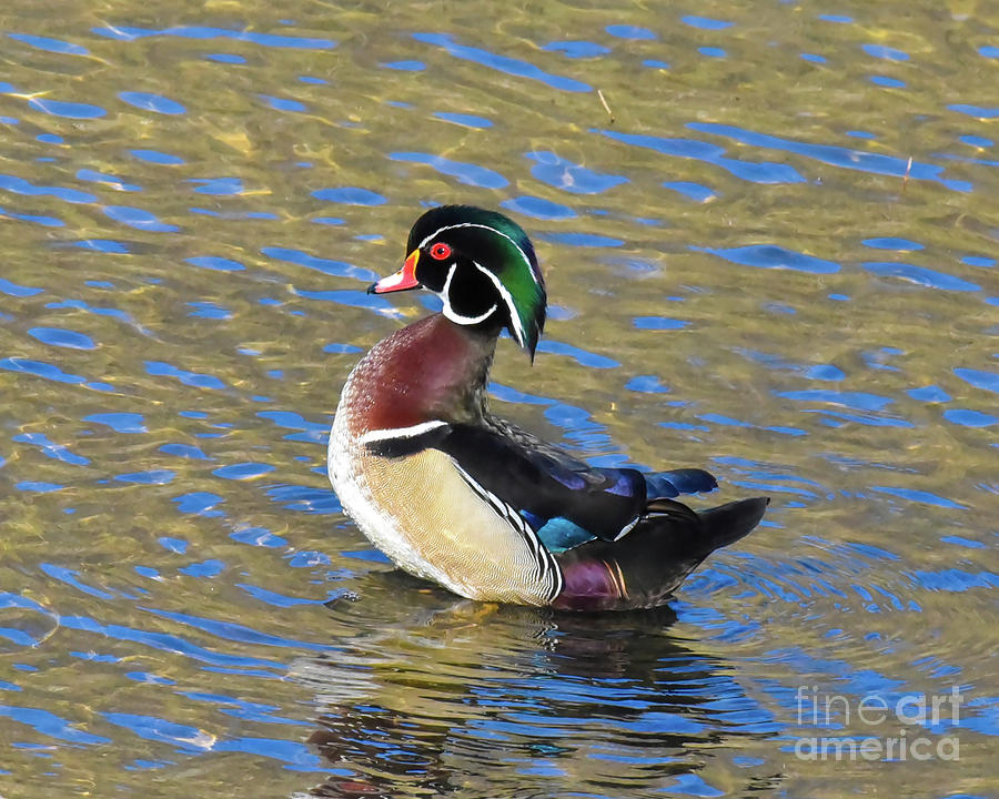 Proud Wood Duck by Cynthia Staley Proud Wood Duck by Cynthia Staley