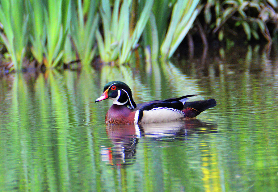 Proud Wood Duck Photograph by Kathy Kelly