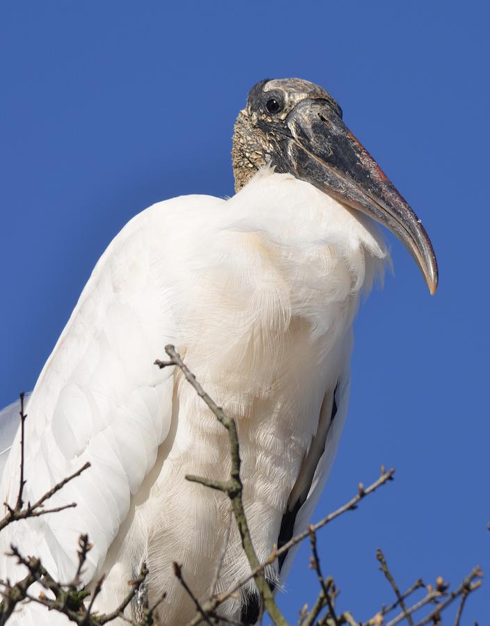 Proud Wood Stork  Photograph by Richard Bryce and Family