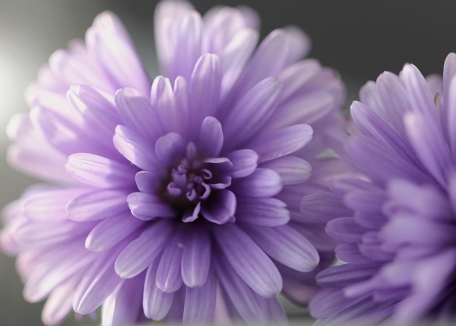 Proudly Purple Photograph by Connie Grainger | Fine Art America