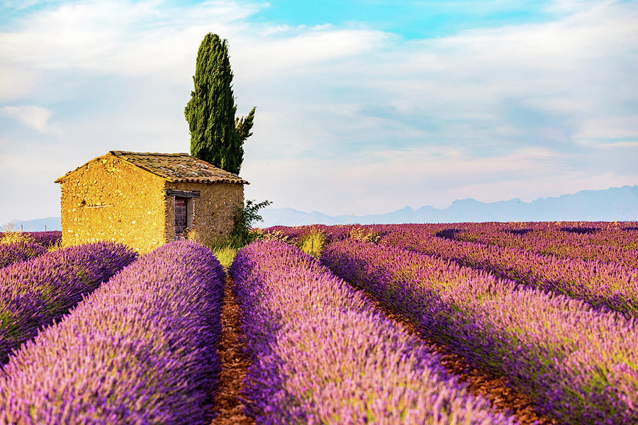 Provence Photograph by Francesco Riccardo Iacomino