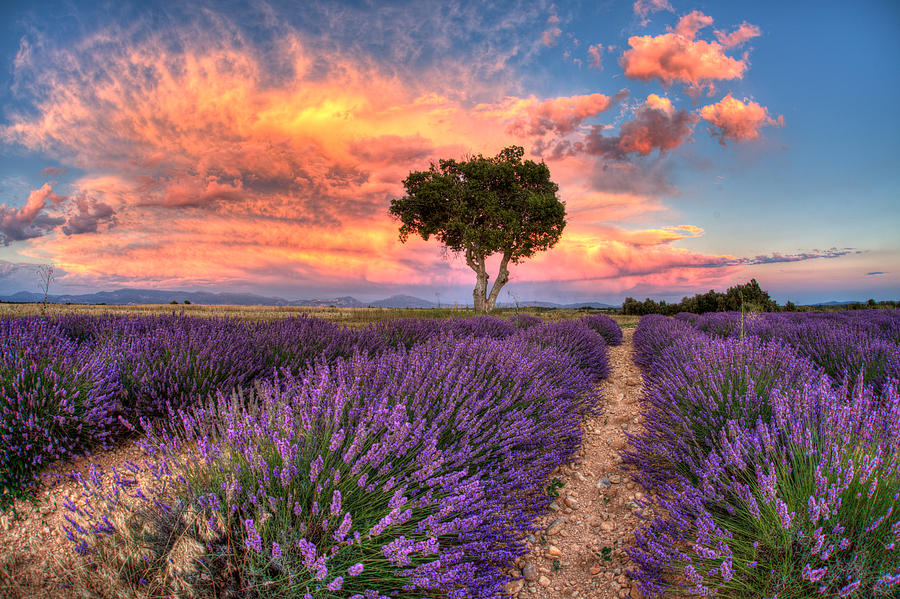 Provence Photograph by Karim SAARI