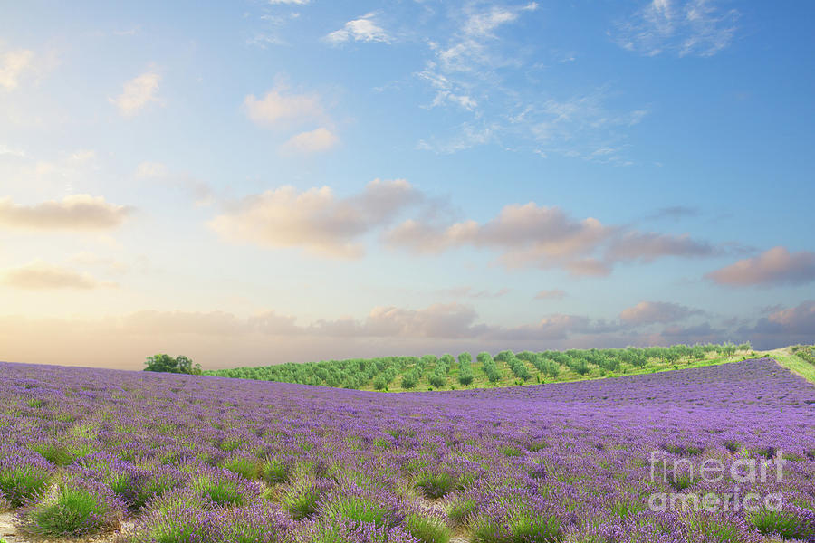 Provence Lavender Field Photograph by Anastasy Yarmolovich