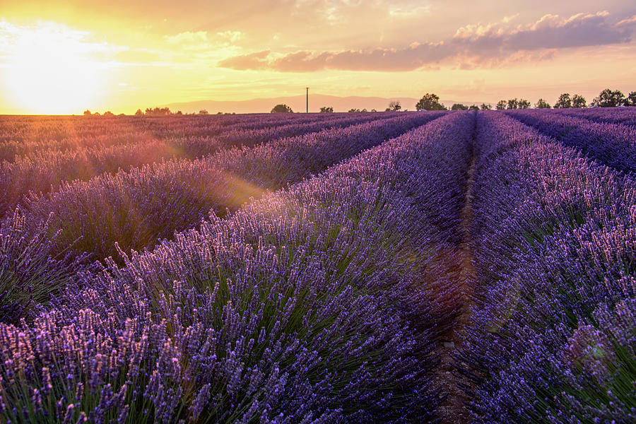 Sunset Photograph - Provence Lavender by Joseph Plotz