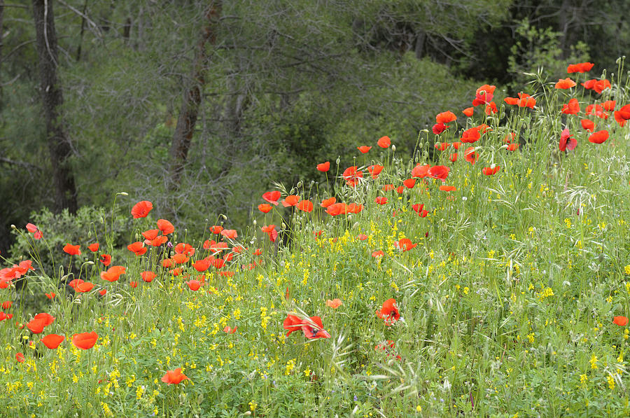Provence Poppies Photograph by Kevin Oke