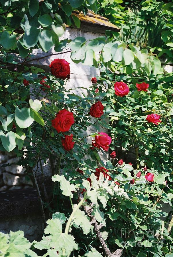 Provence Red Roses Photograph by Nadine Rippelmeyer