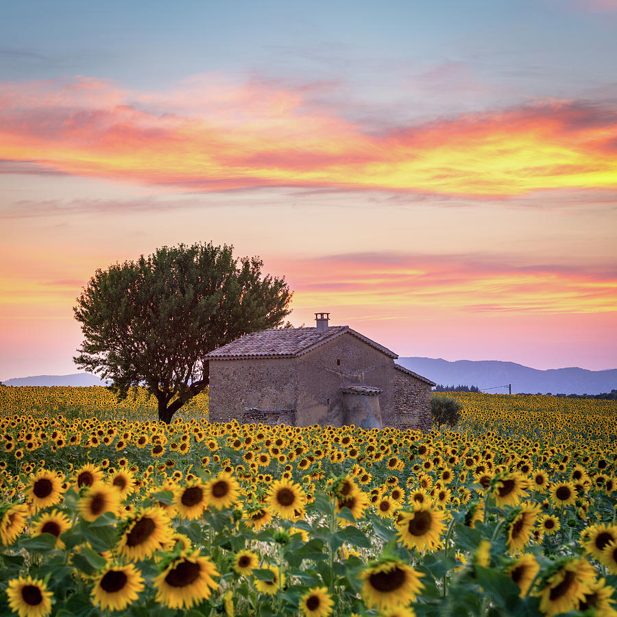 Provence, sunflowers Photograph by Francesco Riccardo Iacomino