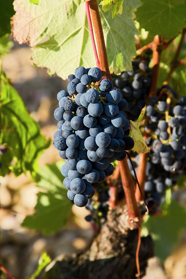 Provence Wine Grapes Photograph by Sally Weigand