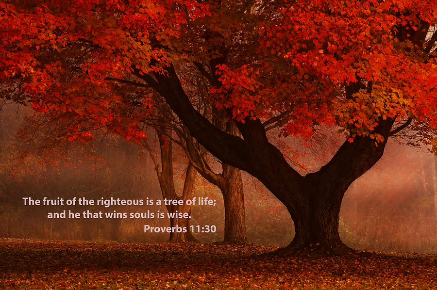 Proverbs 11 30 Scripture and Picture Photograph by Ken Smith
