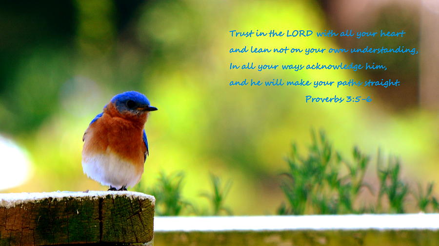 Proverbs 3 5  6 Bluebird Photograph by Lisa Wooten