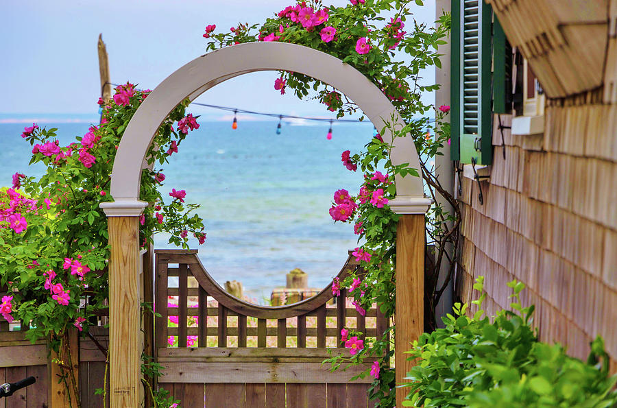 Provincetown Arbor Photograph by Marisa Geraghty Photography