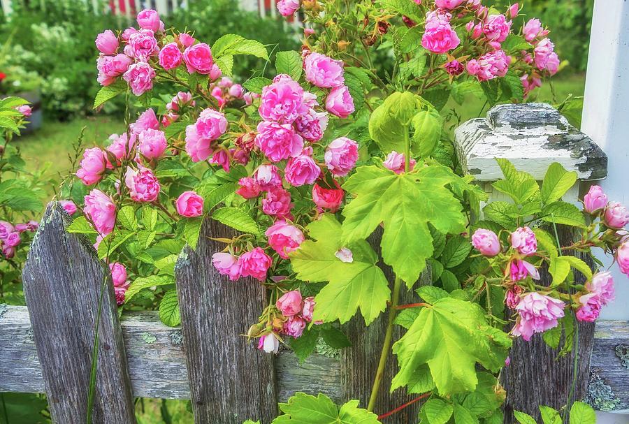 Provincetown Roses Photograph by Marisa Geraghty Photography