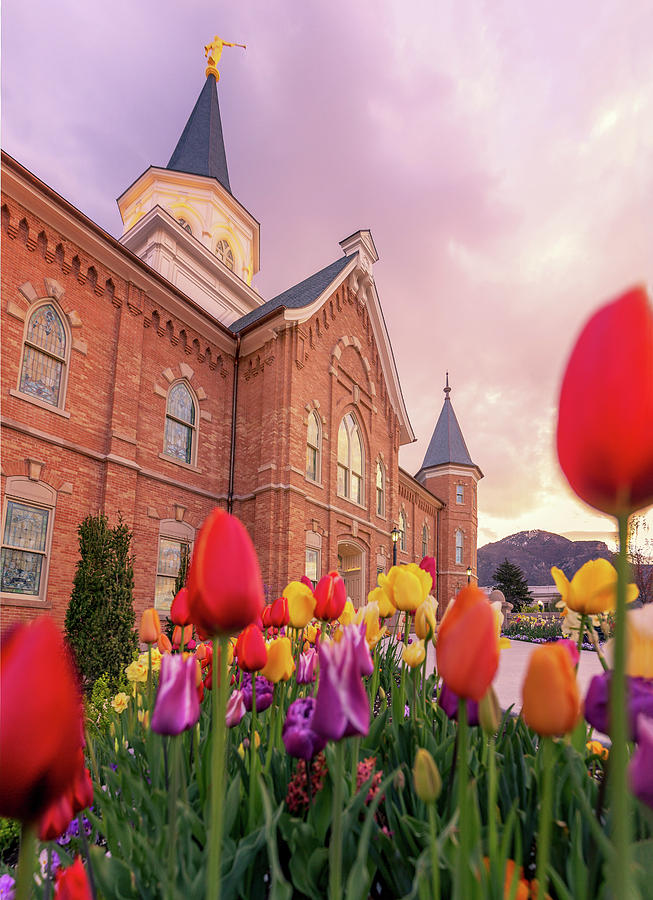 Spring Photograph - Provo City Center Temple Tulips by Tausha Schumann