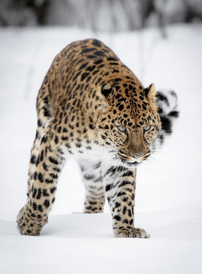 Prowling Amur Leopard Photograph by Athena Mckinzie - Fine Art America