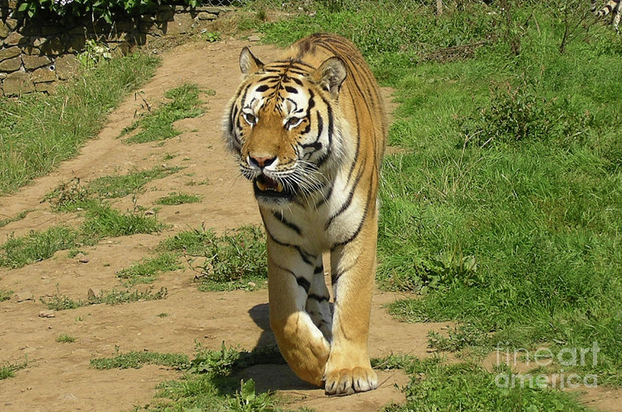 Prowling Bengal Tiger Photograph by DejaVu Designs