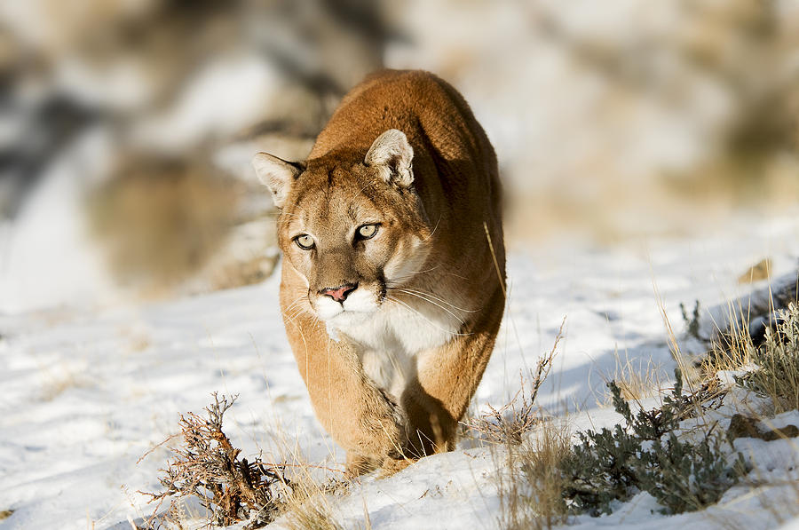 Prowling Mountain Lion Photograph by Scott Read