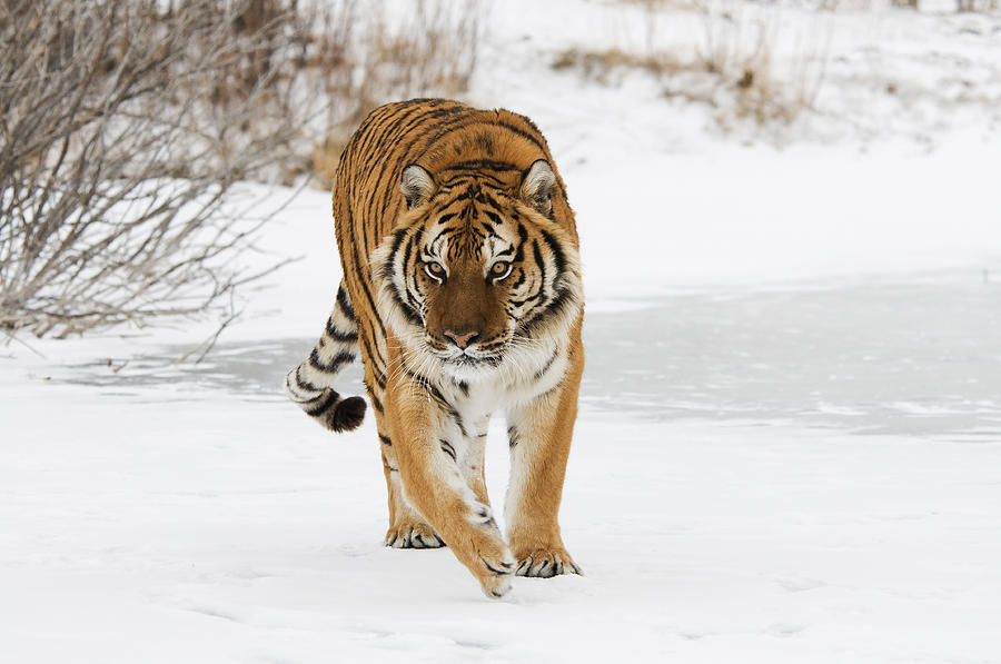 Prowling Tiger Photograph by Scott Read