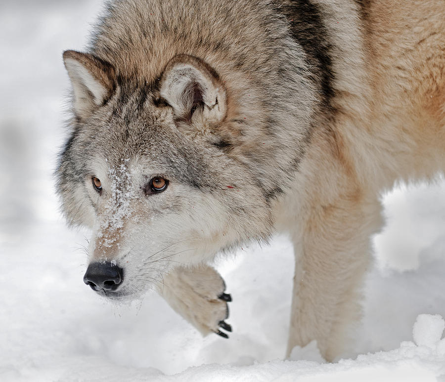 Winter Photograph - Prowling Wolf by Scott Read