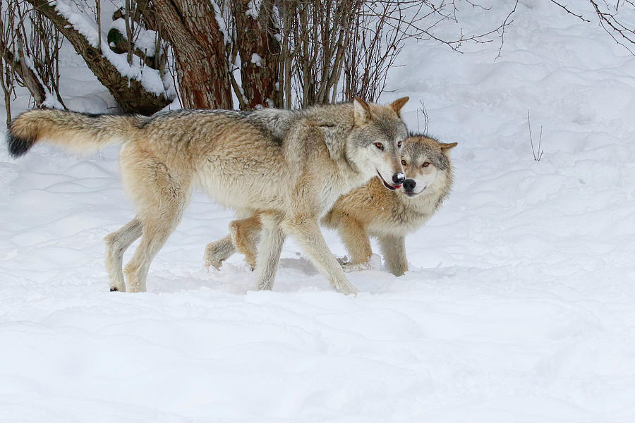 Prowling Wolves Photograph by Steve McKinzie