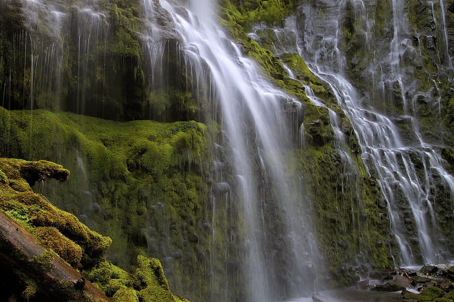 Nature Photograph - Proxy Falls Closeup by David Gn