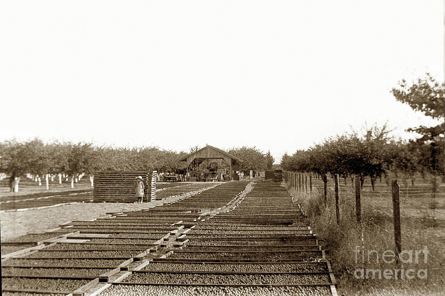 San Jose Photograph - Prune drying yard in Santa Clara County, California 1889 by Monterey County Historical Society