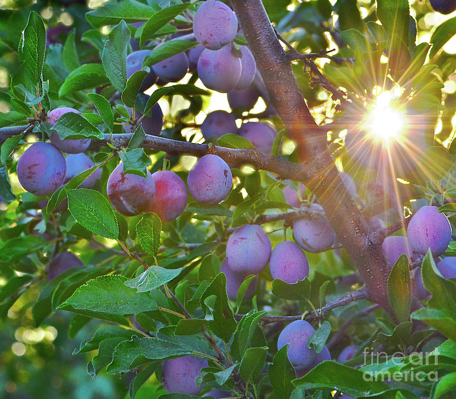 Nature Photograph - Prune Orchard Tree Sunset by Michelle Zearfoss