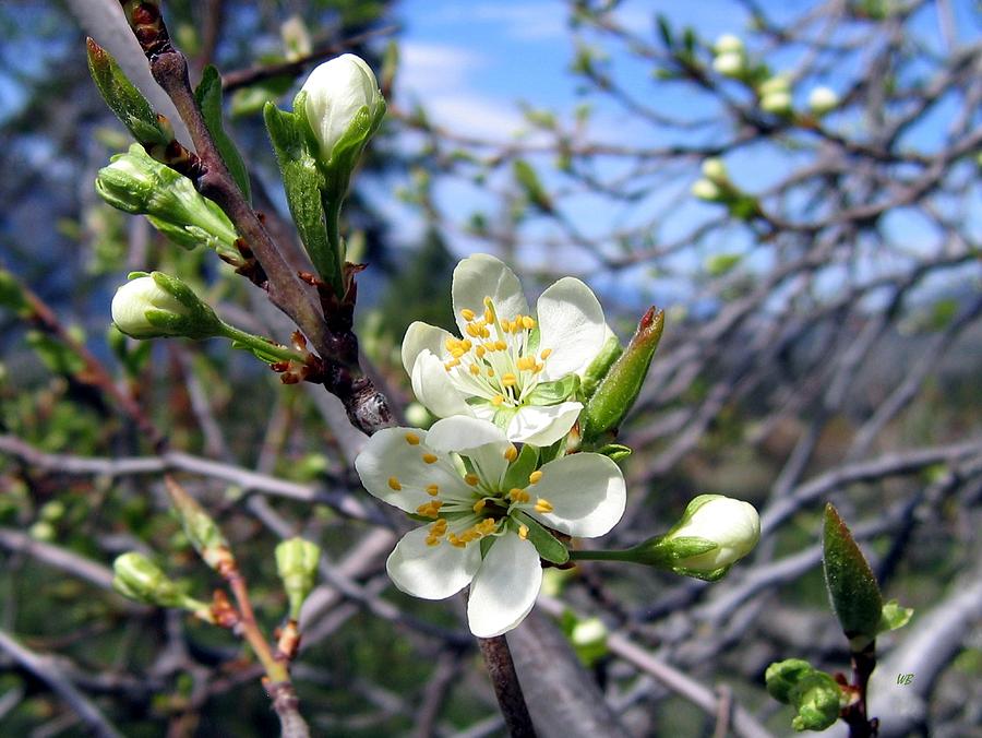 Prune Plum Blossoms Photograph by Will Borden