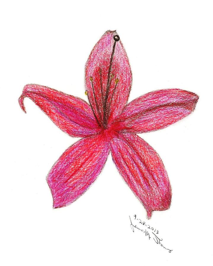 Prunifolia Azalea Drawing by James M Thomas Fine Art America