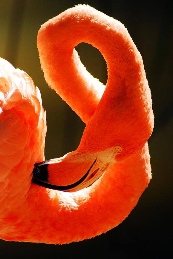 Pruning Pink Flamingo Photograph by James Kirkikis