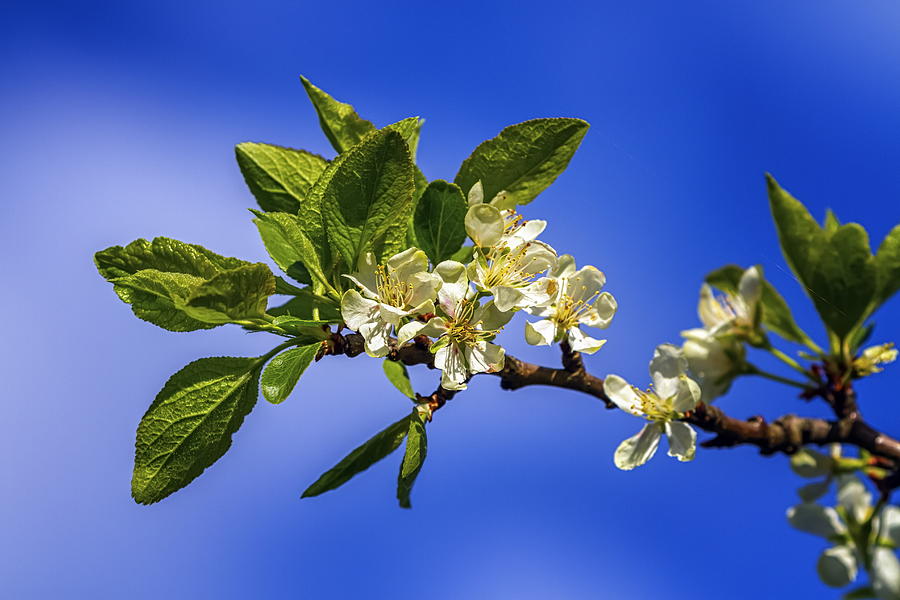 Prunus domestica Czar flowers Photograph by Elenarts - Elena Duvernay photo