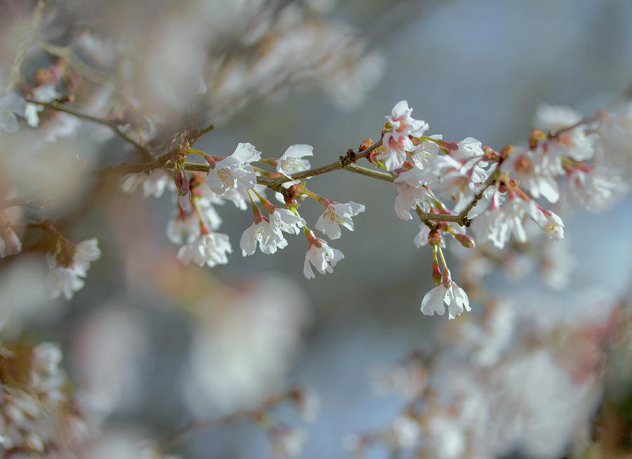 Prunus Kojo No Mai Photograph by Mo Barton