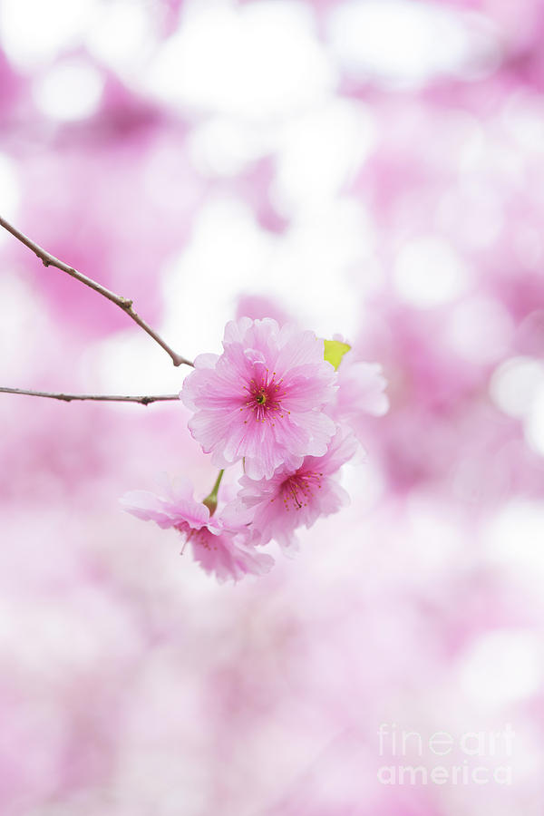 Prunus Pink Ballerina Photograph by Tim Gainey