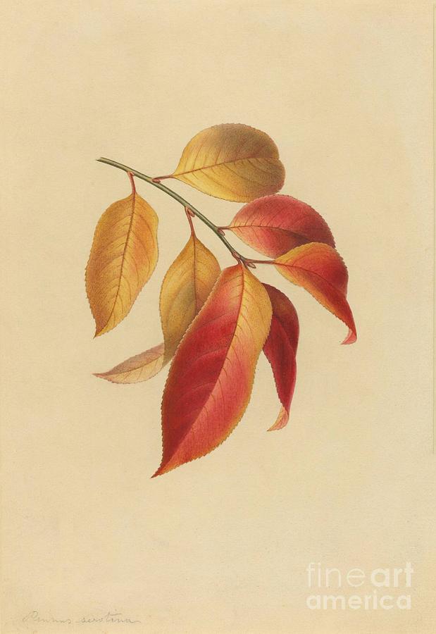 Up Movie Painting - Prunus serotina by Celestial Images