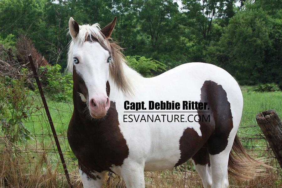 Misty Of Chincoteague Photograph - Pryor 1702 by Captain Debbie Ritter Misty Of Chincoteague Photograph - Pryor 1702 by Captain Debbie Ritter