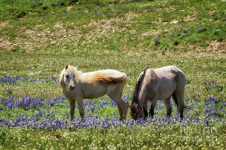 Pryor Mountain Wild Horses Grazing Photograph by Priscilla Burgers