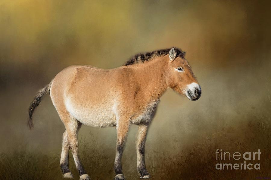 Przewalskis Horse Photograph by Eva Lechner