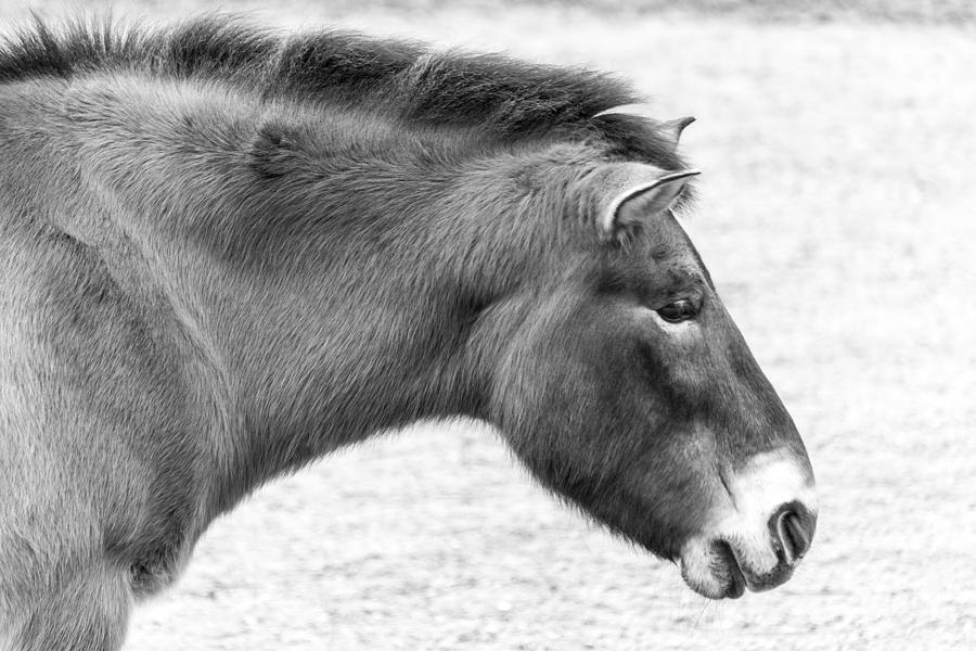 Przewalskis Horse Photograph by SR Green