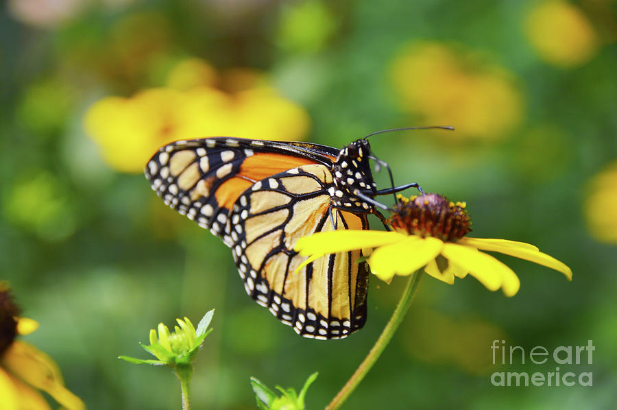 Butterfly Photograph - P.S. I Love You Nature Art by Robyn King