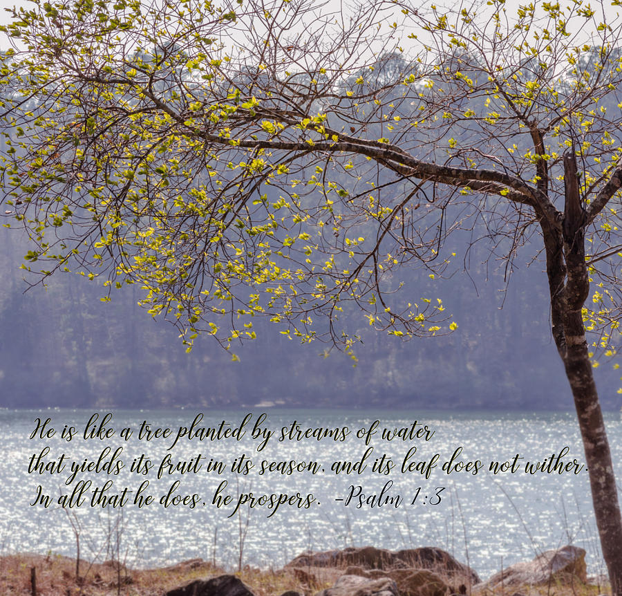 Psalm 1  3  Photograph by Andrea Anderegg