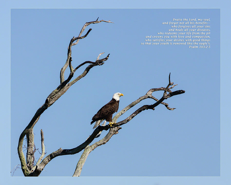Psalm 103 2-5 Photograph by Dawn Currie