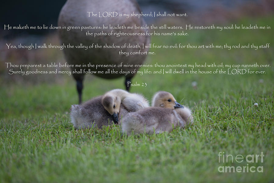 Goose Photograph - Psalm 23 by Dale Powell