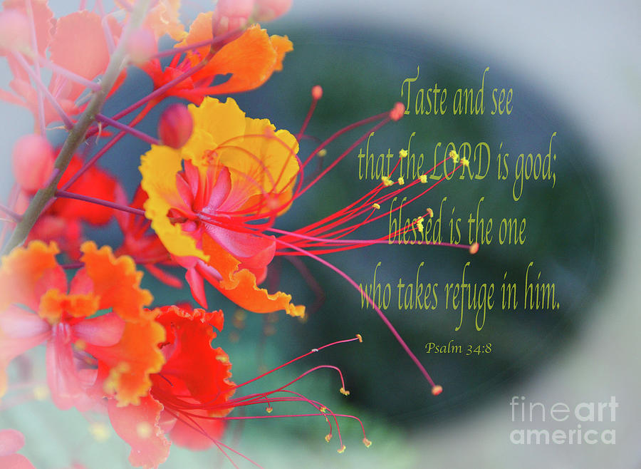 Psalm 34 V 8 Photograph by Debby Pueschel