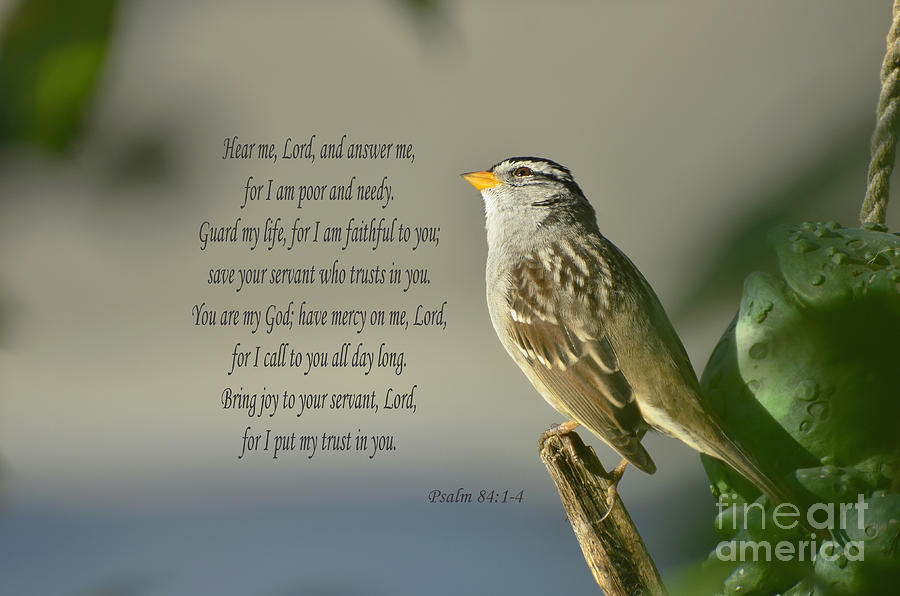 Psalm 84 vs 1 to 4 Photograph by Debby Pueschel