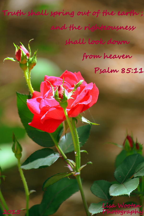 Psalm 85 11 Rose Photograph by Lisa Wooten