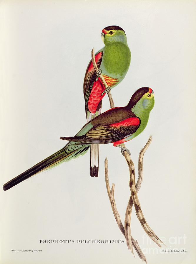 Psephotus Pulcherrimus by John Gould Painting by John Gould