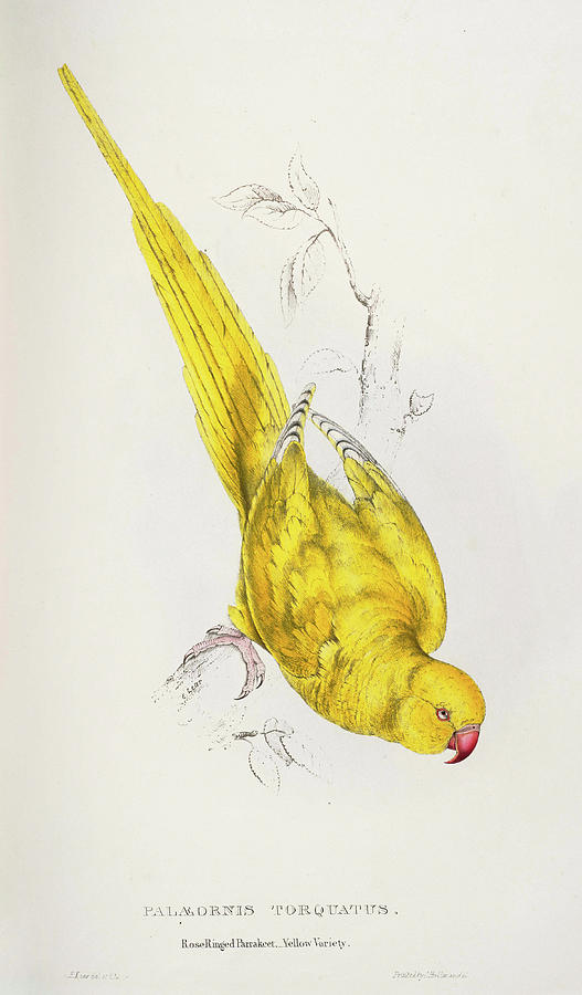 Edward Lear Mixed Media - Psittacula krameri Palaeornis torquatus Roseringed Parrakeet Yellow variety by Edward Lear