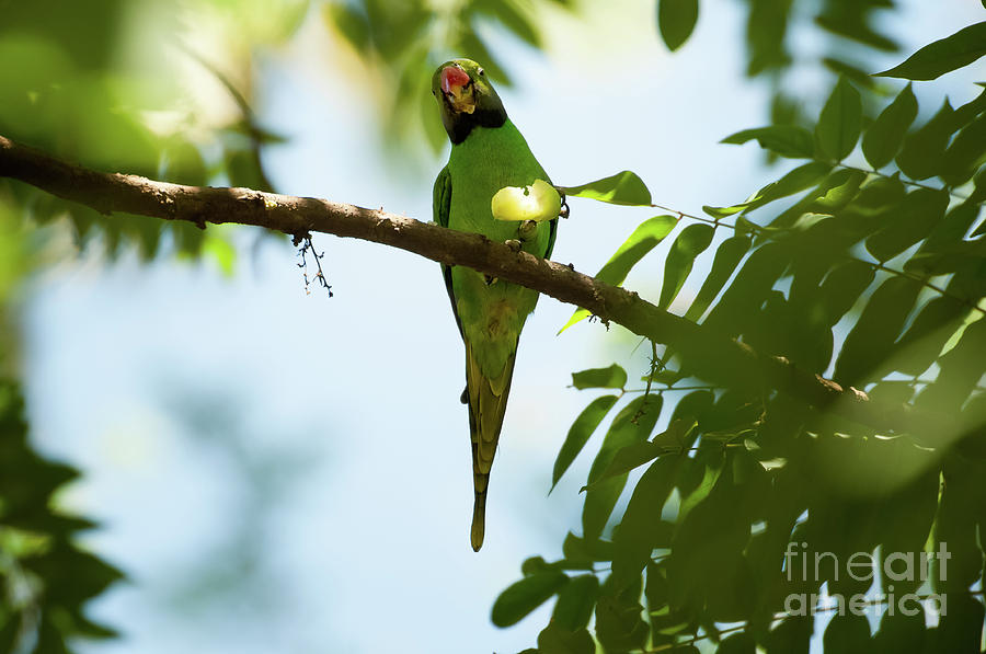 Parrot Photograph - Psittacula krameri by Venura Herath