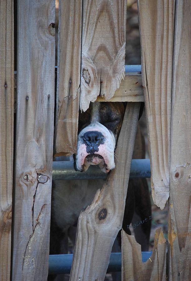Dog Photograph - Psst Help Me Outta Here by DigiArt Diaries by Vicky B Fuller